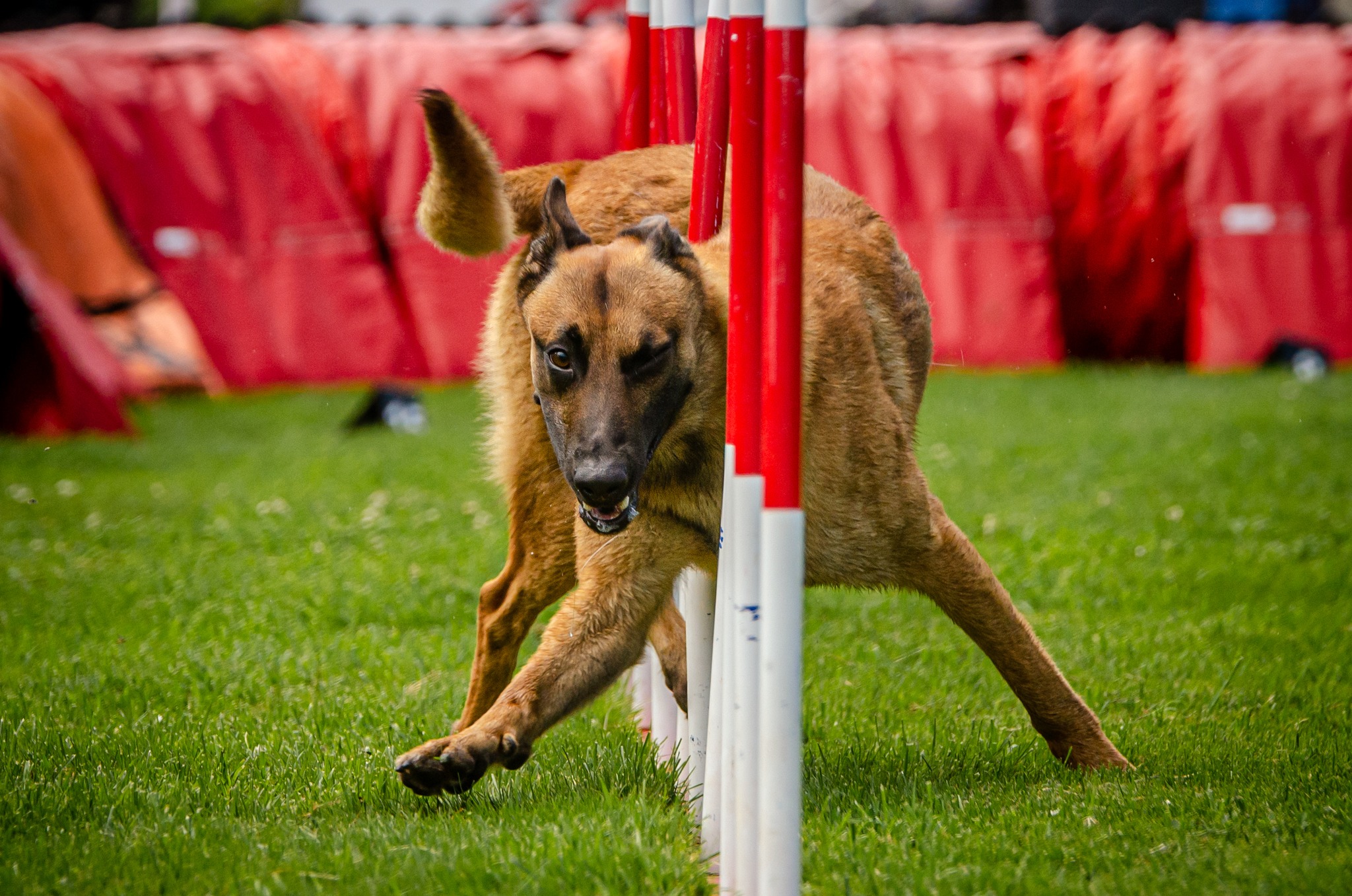 Dog agility training group class