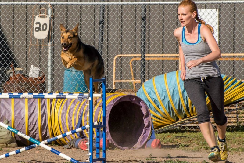 Dog sports training session