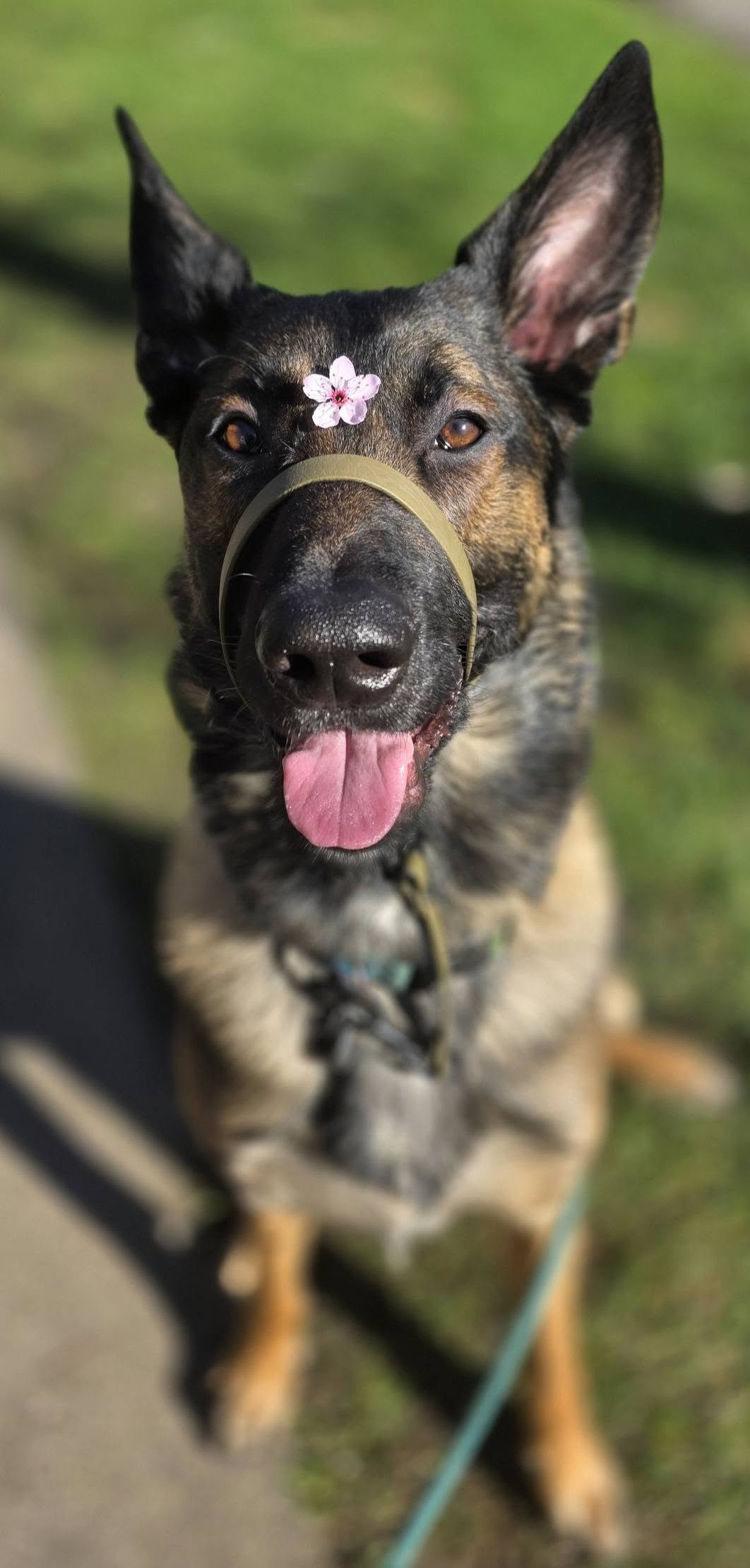 Tempo with a cherry blossom on his nose